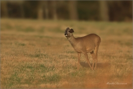 <p>SRNEC OBECNÝ (Capreolus capreolus) Šluknovsko - Valdek --- /European roe deer - Reh/</p>